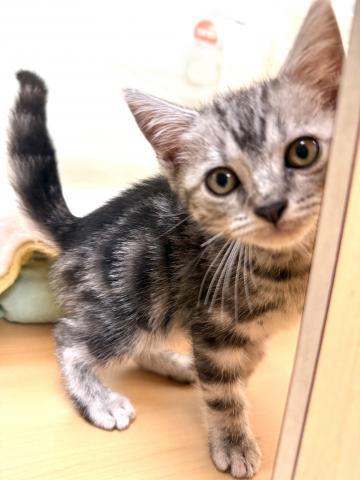 新潟県のアメリカンショートヘアー (ペットアミ 柏崎店/2025年7月26日生まれ/男の子/シルバータビー)の子猫の1枚目の画像