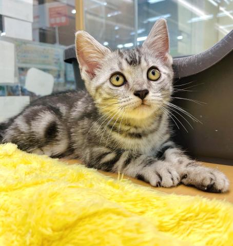新潟県のアメリカンショートヘアー (ペットアミ 柏崎店/2025年7月26日生まれ/男の子/シルバータビー)の子猫の2枚目の画像