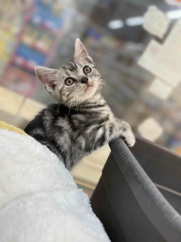 新潟県のアメリカンショートヘアー (ペットアミ 柏崎店/2025年7月26日生まれ/男の子/シルバータビー)の子猫の3枚目の画像