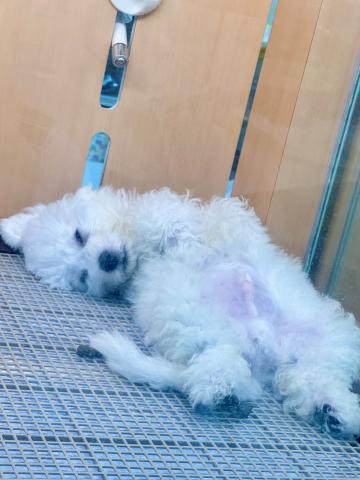 新潟県のビションフリーゼ (ペットアミ 柏崎店/2025年6月27日生まれ/男の子/ホワイト)の子犬の3枚目の画像