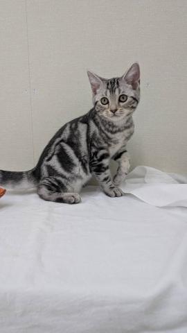 富山県のアメリカンショートヘアー (ペットアミ宮野店/2025年6月13日生まれ/男の子/シルバータビー)の子猫の1枚目の画像
