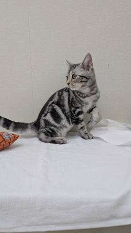 富山県のアメリカンショートヘアー (ペットアミ宮野店/2025年6月13日生まれ/男の子/シルバータビー)の子猫の2枚目の画像