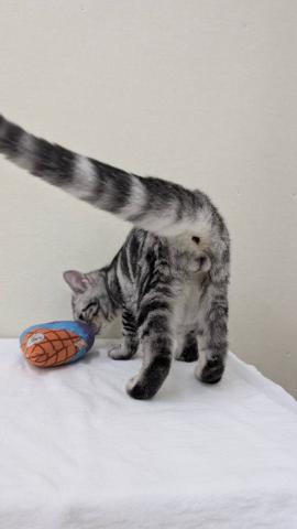 富山県のアメリカンショートヘアー (ペットアミ宮野店/2025年6月13日生まれ/男の子/シルバータビー)の子猫の3枚目の画像