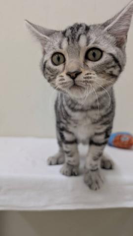 富山県のアメリカンショートヘアー (ペットアミ宮野店/2025年6月13日生まれ/男の子/シルバータビー)の子猫の4枚目の画像