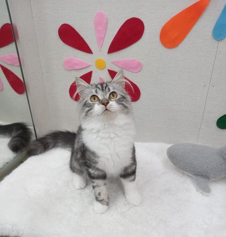 秋田県のスコティッシュフォールド (ペットアミ 能代東インター店/2025年3月2日生まれ/男の子/シルバータビーホワイト)の子猫の1枚目の画像