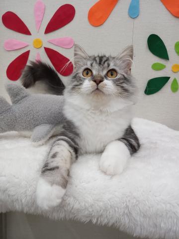 秋田県のスコティッシュフォールド (ペットアミ 能代東インター店/2025年3月2日生まれ/男の子/シルバータビーホワイト)の子猫の2枚目の画像