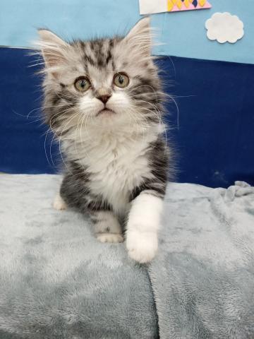 秋田県のスコティッシュフォールド (ペットアミ 能代東インター店/2025年3月2日生まれ/男の子/シルバータビーホワイト)の子猫の3枚目の画像