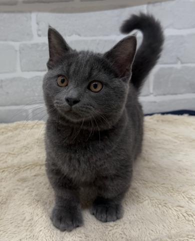 三重県のマンチカン (ペットアミ 松阪店/2025年6月26日生まれ/男の子/ブルータビー)の子猫