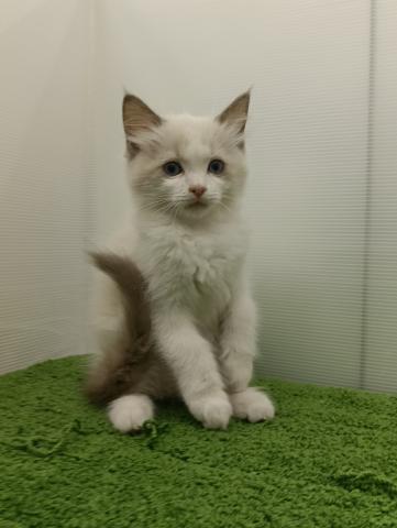 秋田県のラグドール (ペットアミ 本荘インター店/2025年8月28日生まれ/女の子/ブルーポイントバイカラー)の子猫の1枚目の画像