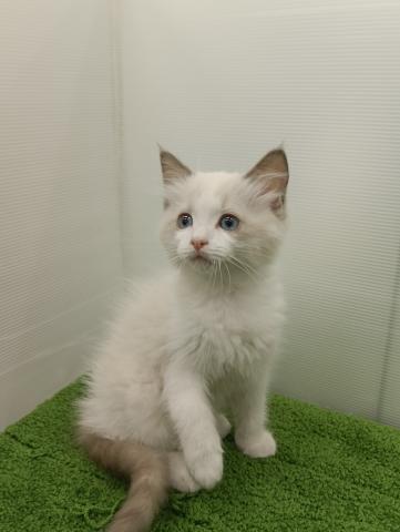 秋田県のラグドール (ペットアミ 本荘インター店/2025年8月28日生まれ/女の子/ブルーポイントバイカラー)の子猫の2枚目の画像