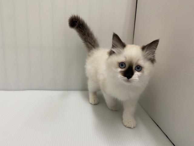 岩手県のラグドール (ペットアミ 北上店/2025年8月12日生まれ/女の子/シールポイントバイカラー)の子猫の1枚目の画像