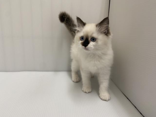 岩手県のラグドール (ペットアミ 北上店/2025年8月12日生まれ/女の子/シールポイントバイカラー)の子猫の2枚目の画像