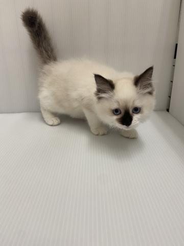 岩手県のラグドール (ペットアミ 北上店/2025年8月12日生まれ/女の子/シールポイントバイカラー)の子猫の3枚目の画像