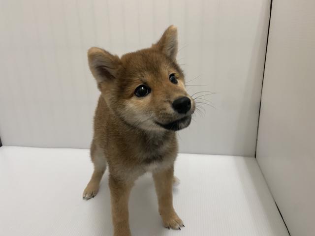 岩手県の柴犬(標準サイズ) (ペットアミ 北上店/2025年6月13日生まれ/女の子/赤)の子犬の1枚目の画像