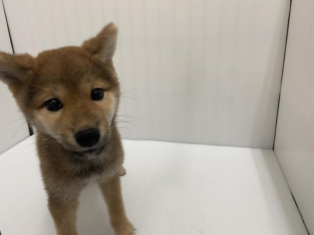 岩手県の柴犬(標準サイズ) (ペットアミ 北上店/2025年6月13日生まれ/女の子/赤)の子犬の2枚目の画像