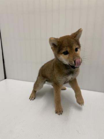 岩手県の柴犬(標準サイズ) (ペットアミ 北上店/2025年6月13日生まれ/女の子/赤)の子犬の3枚目の画像