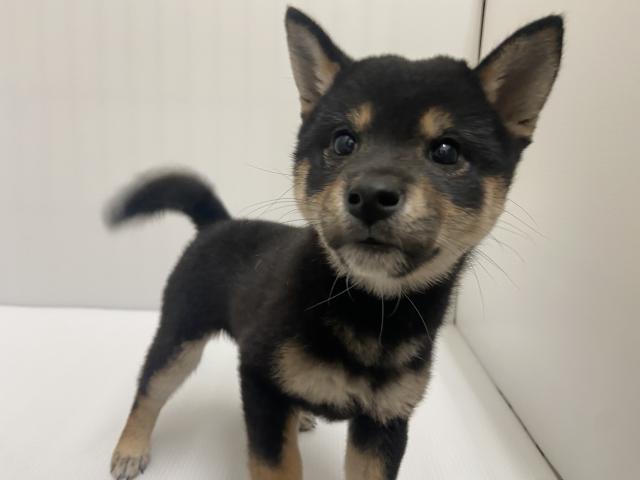 岩手県の柴犬(標準サイズ) (ペットアミ 北上店/2025年7月26日生まれ/女の子/ブラック)の子犬の1枚目の画像