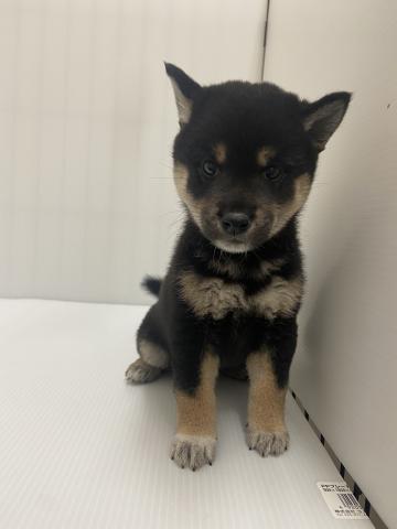 岩手県の柴犬(標準サイズ) (ペットアミ 北上店/2025年7月26日生まれ/女の子/ブラック)の子犬の2枚目の画像
