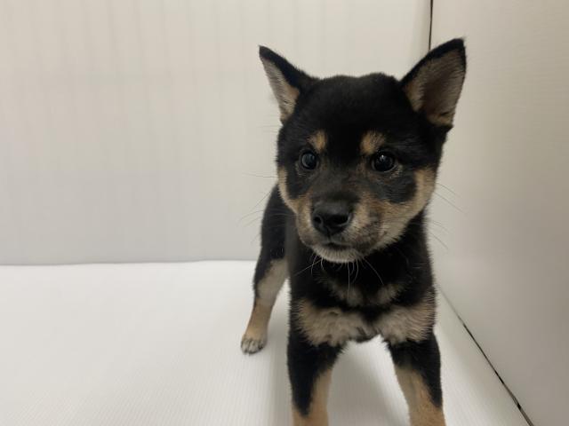 岩手県の柴犬(標準サイズ) (ペットアミ 北上店/2025年7月26日生まれ/女の子/ブラック)の子犬の3枚目の画像