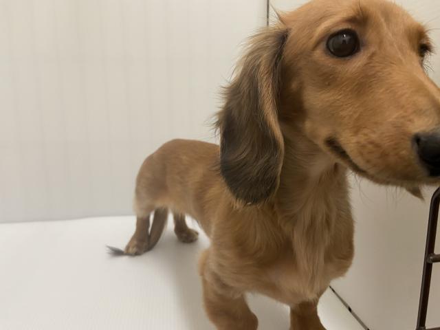 ミニチュアダックスフンド