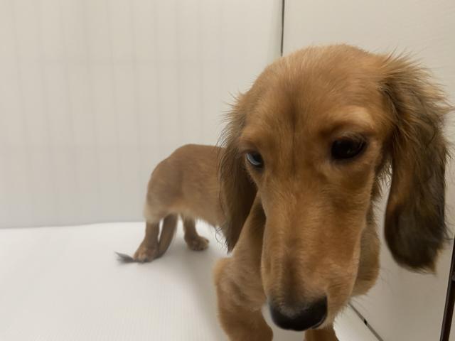 ミニチュアダックスフンド