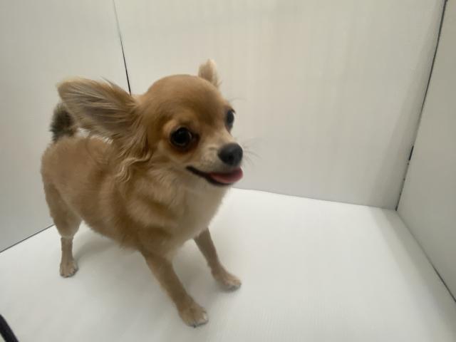 チワワ（ロングコート）