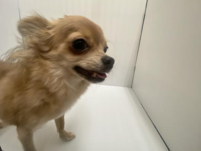 チワワ（ロングコート）