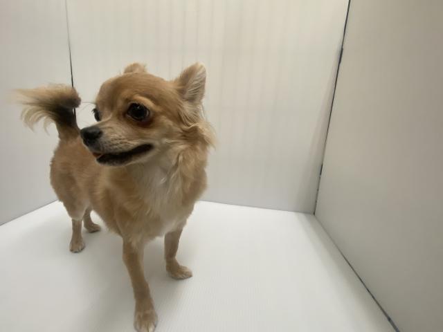 チワワ（ロングコート）