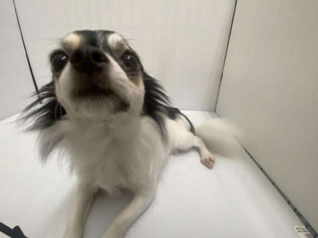 チワワ（ロングコート）