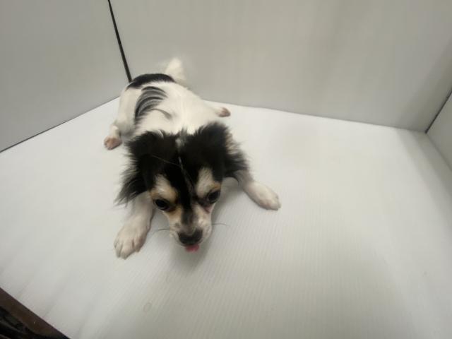 チワワ（ロングコート）