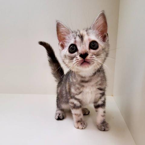 奈良県のアメリカンショートヘアー (ペットアミ 田原本店/2025年8月28日生まれ/女の子/シルバーパッチドタビー)の子猫の1枚目の画像