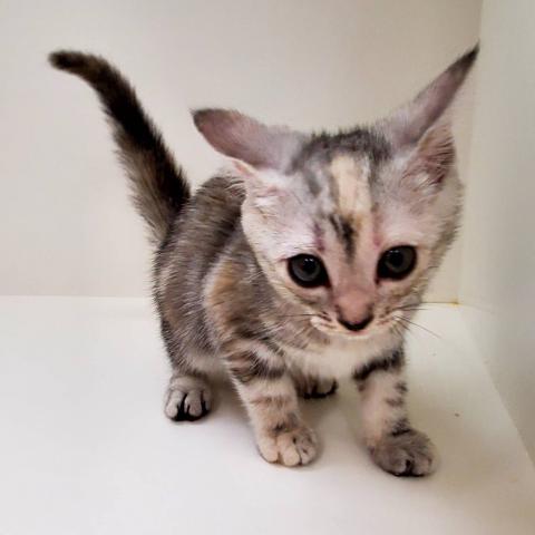 奈良県のアメリカンショートヘアー (ペットアミ 田原本店/2025年8月28日生まれ/女の子/シルバーパッチドタビー)の子猫の2枚目の画像