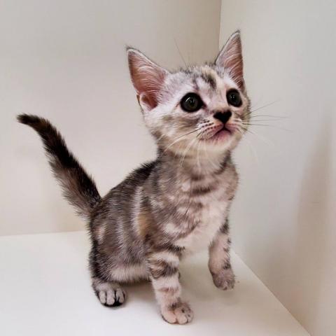 奈良県のアメリカンショートヘアー (ペットアミ 田原本店/2025年8月28日生まれ/女の子/シルバーパッチドタビー)の子猫の3枚目の画像