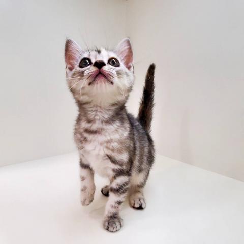 奈良県のアメリカンショートヘアー (ペットアミ 田原本店/2025年8月28日生まれ/女の子/シルバーパッチドタビー)の子猫の4枚目の画像