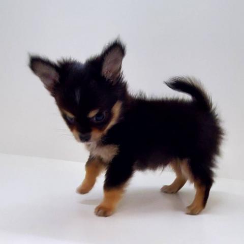 チワワ（ロングコート）