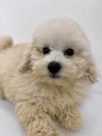 埼玉県のトイプードル(トイ) (ビバペッツ さいたま新都心店/2025年6月10日生まれ/女の子/ホワイト)の子犬