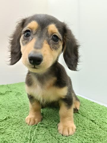 秋田県のミニチュアダックスフンド(ロング) (ペットアミ 本荘インター店/2025年8月27日生まれ/女の子/ブラックタン)の子犬の1枚目の画像