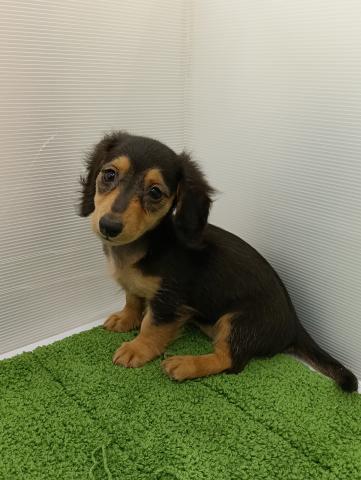 秋田県のミニチュアダックスフンド(ロング) (ペットアミ 本荘インター店/2025年8月27日生まれ/女の子/ブラックタン)の子犬の2枚目の画像
