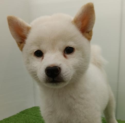 秋田県の柴犬(標準サイズ) (ペットアミ 本荘インター店/2025年7月25日生まれ/女の子/ホワイト)の子犬の1枚目の画像