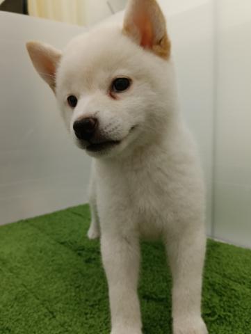 秋田県の柴犬(標準サイズ) (ペットアミ 本荘インター店/2025年7月25日生まれ/女の子/ホワイト)の子犬の2枚目の画像