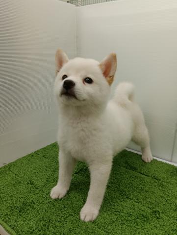 秋田県の柴犬(標準サイズ) (ペットアミ 本荘インター店/2025年7月25日生まれ/女の子/ホワイト)の子犬の3枚目の画像