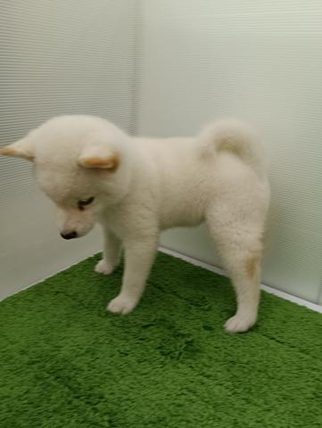 秋田県の柴犬(標準サイズ) (ペットアミ 本荘インター店/2025年7月25日生まれ/女の子/ホワイト)の子犬の4枚目の画像