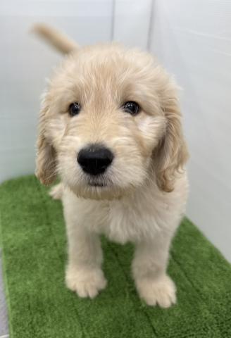 秋田県のラブラドゥードル(ラブラドールレトリーバー×プードル) (ペットアミ 本荘インター店/2025年7月5日生まれ/男の子/クリーム)の子犬の2枚目の画像