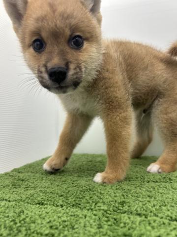 秋田県の柴犬(標準サイズ) (ペットアミ 本荘インター店/2025年5月31日生まれ/男の子/レッド)の子犬の1枚目の画像