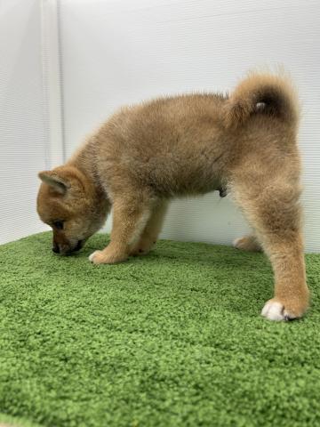 秋田県の柴犬(標準サイズ) (ペットアミ 本荘インター店/2025年5月31日生まれ/男の子/レッド)の子犬の2枚目の画像