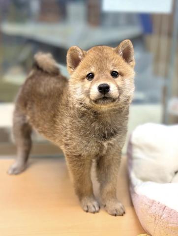 新潟県の柴犬(標準サイズ) (ペットアミ 柏崎店/2025年8月29日生まれ/男の子/レッド)の子犬の2枚目の画像