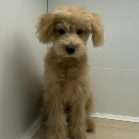 石川県のポメプー(ポメラニアン×プードル) (ペットアミ 津幡店/2025年5月3日生まれ/男の子/アプリコット)の子犬の2枚目の画像