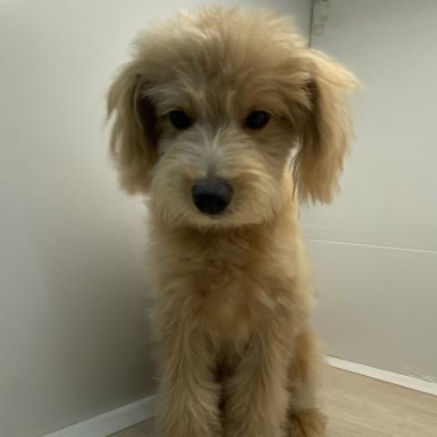 石川県のポメプー(ポメラニアン×プードル) (ペットアミ 津幡店/2025年5月3日生まれ/男の子/アプリコット)の子犬の4枚目の画像