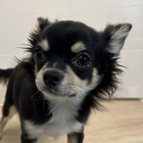 チワワ（ロングコート）