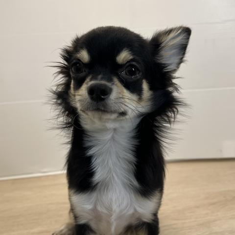 石川県のチワワ(ロング) (ペットアミ 津幡店/2025年3月22日生まれ/男の子/ブラックホワイト)の子犬の2枚目の画像